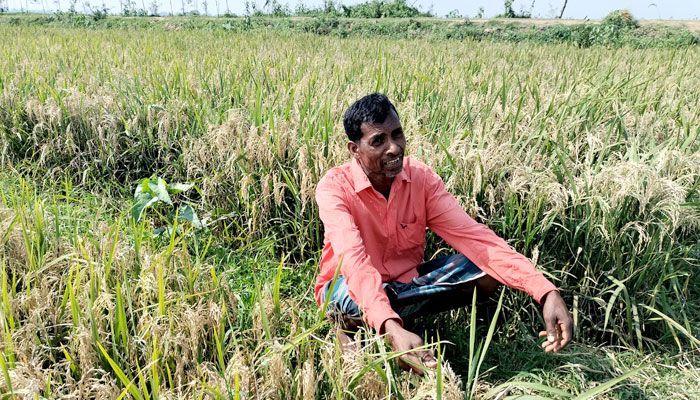 বোরো ধানে ‘ব্লাস্ট’, দিশেহারা কৃষক