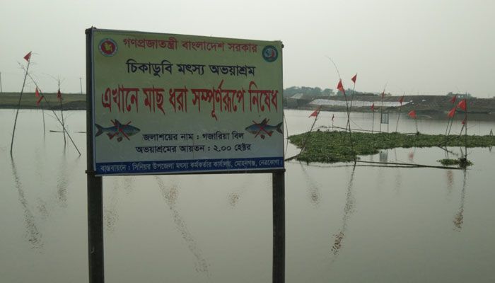 চিকাডুবি অভয়াশ্রমে মা মাছ লুট