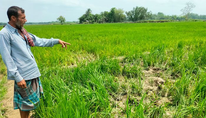 ভারতীয় হাতির তান্ডবে ২০ একর ফসলের ক্ষতি 