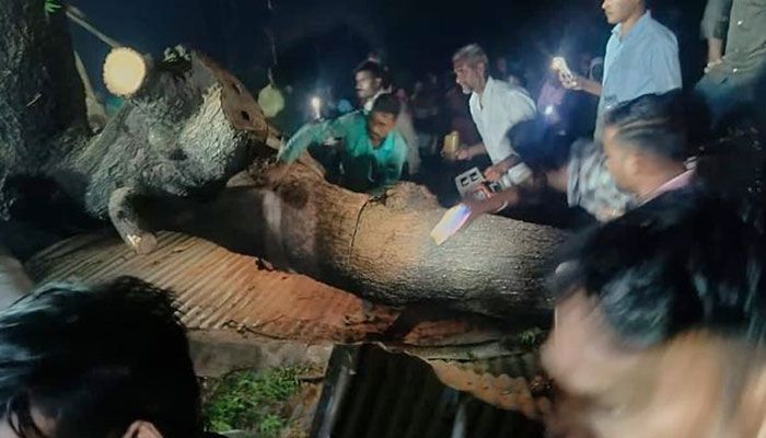 মহারাষ্ট্রে ঝড়ে গাছ উপড়ে একসঙ্গে অন্তত সাতজনের মৃত্যু