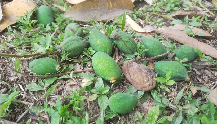 তাপদাহে ঝরে পড়ছে আমের গুটি, শঙ্কায় চাষিরা