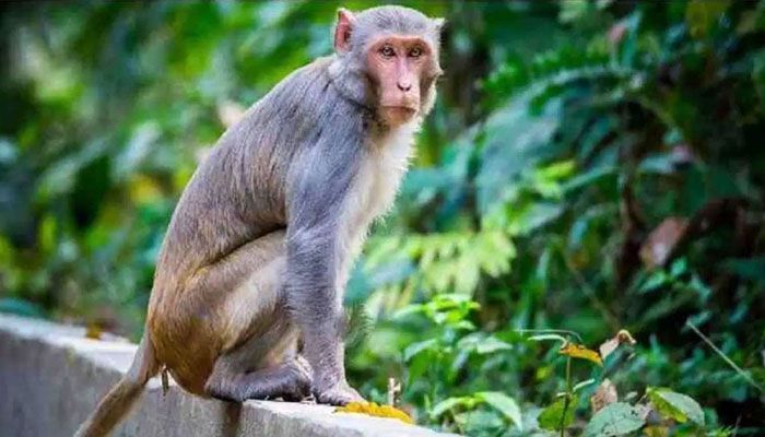 পরীক্ষা চালাতে বিপন্ন প্রজাতির এক লাখ বানর কিনছে চীন