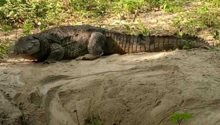 আবারও ডিম দিয়েছে খানজাহান আলী দীঘির কুমির