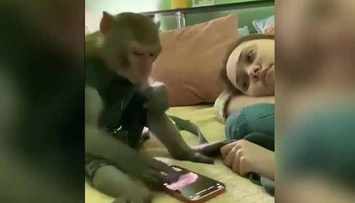 মোবাইল স্ক্রলিংয়ে উৎসাহ আছে বানরেরও
