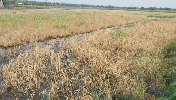 নোনাপানি ঢুকিয়ে ১০০ বিঘা জমির ধান নষ্টের অভিযোগ
