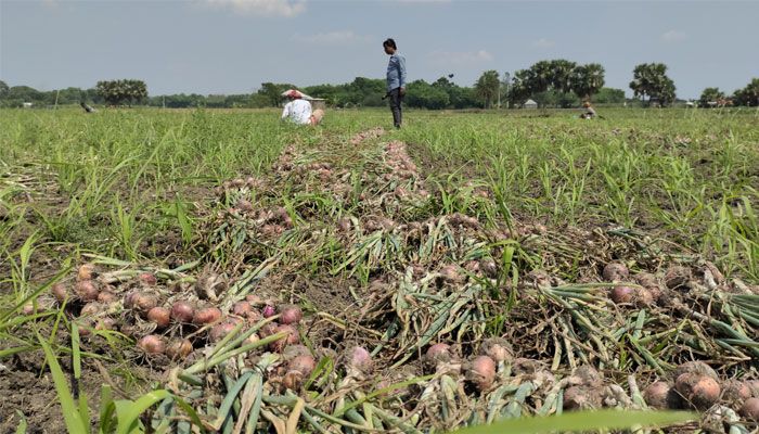রাজবাড়ীতে পেঁয়াজ উৎপাদন খরচ বাড়ায় লোকসানে চাষিরা