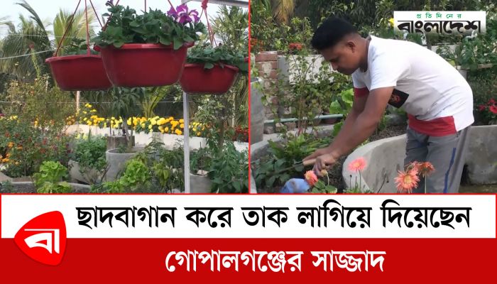 ছাদবাগান করে তাক লাগিয়ে দিয়েছেন গোপালগঞ্জের সাজ্জাদ