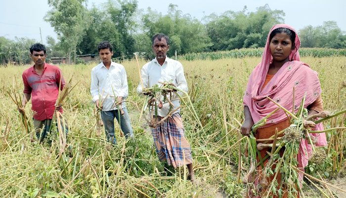 পেঁয়াজ বীজ কেটে নেওয়ার অভিযোগ