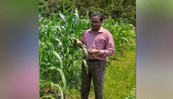 গাজীপুরের বঙ্গবন্ধু কৃষি বিশ্ববিদ্যালয়ে নতুন জাতের মিষ্টি ভুট্টা উদ্ভাবন 