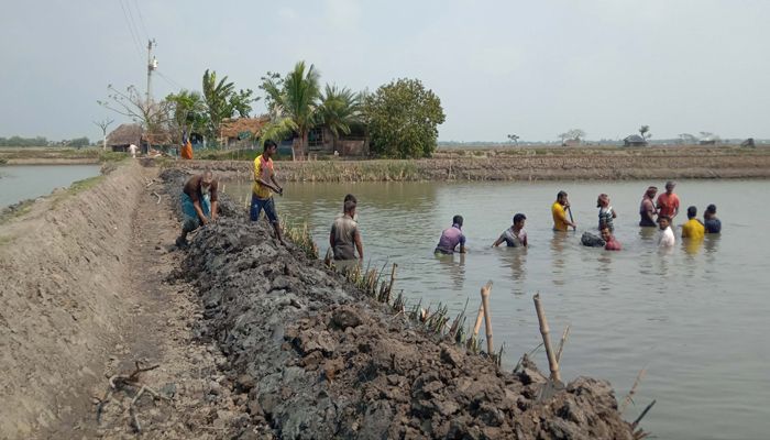 সম্ভাবনাময় ক্লাইমেট-স্মার্ট প্রযুক্তি, ৫ শতাধিক বিঘায় সবুজের হাতছানি