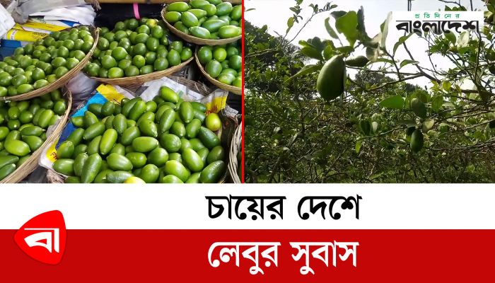 চায়ের দেশে লেবুর সুবাস 
