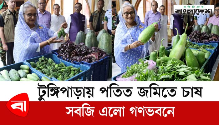 টুঙ্গিপাড়ায় পতিত জমিতে চাষ, সবজি এলো গণভবনে 