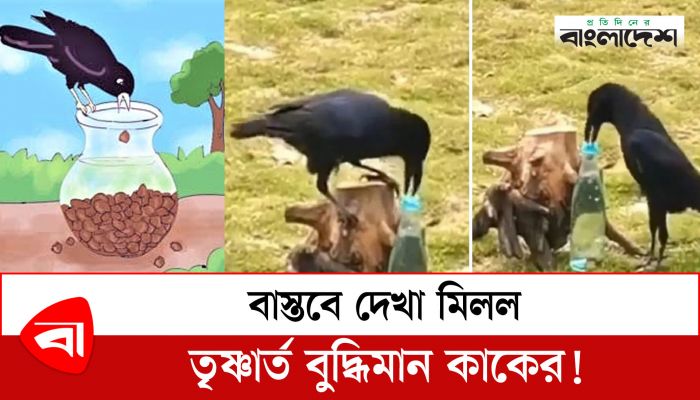  বাস্তবে দেখা মিলল তৃষ্ণার্ত বুদ্ধিমান কাকের!