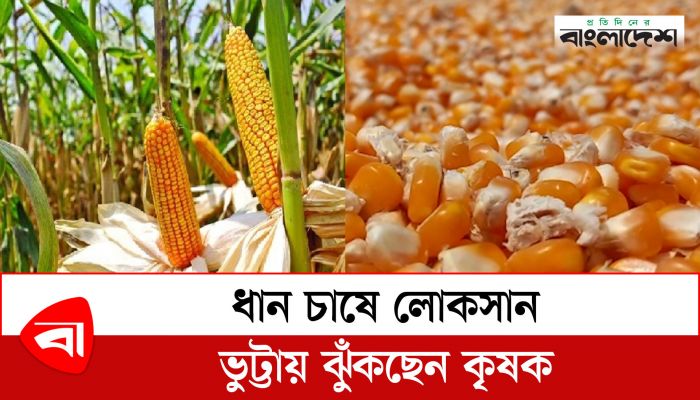 ধান চাষে লোকসান, ভুট্টায় ঝুঁকছেন কৃষক
