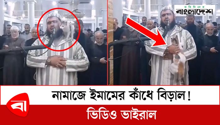  নামাজে ইমামের কাঁধে চড়ে বসল বিড়াল! কী করলেন ইমাম?