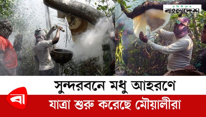সুন্দরবনে মধু আহরণে যাত্রা শুরু করেছেন মৌয়ালরা 