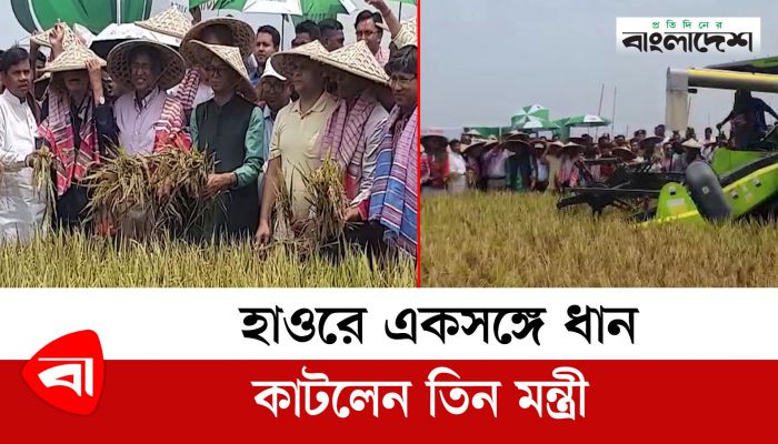 হাওরে একসঙ্গে ধান কাটলেন