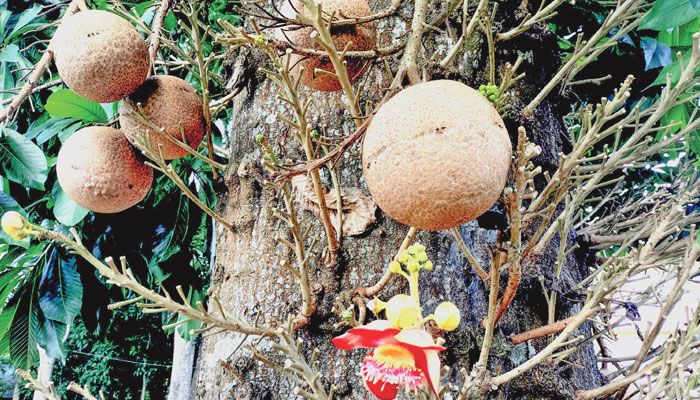 একই সাথে নাগলিঙ্গম ফুল ও ফল