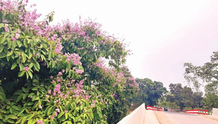 বেগুনি আভায় জারুল সাজ