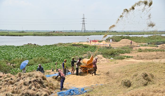চলছে ধান মাড়াই কার্যক্রম। কৃষকের দম ফেলার সুযোগ নেই। ছবিটি রাজধানীর অদূরে সাভারের বিরুলিয়া এলাকা থেকে তোলা  ছবি : আরিফুল আমিন