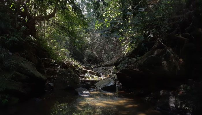 পাহাড়ে নিরাপদ পানির আধার পাড়াবন
