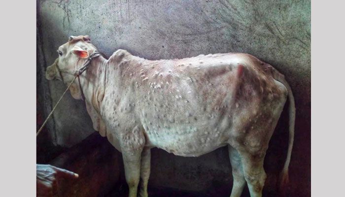 কোরবানির আগে লাম্পি স্কিনে বিপাকে খামারি