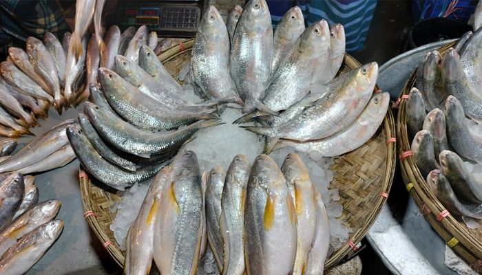 স্বাদ-স্বভাব পাল্টে যাচ্ছে ইলিশের