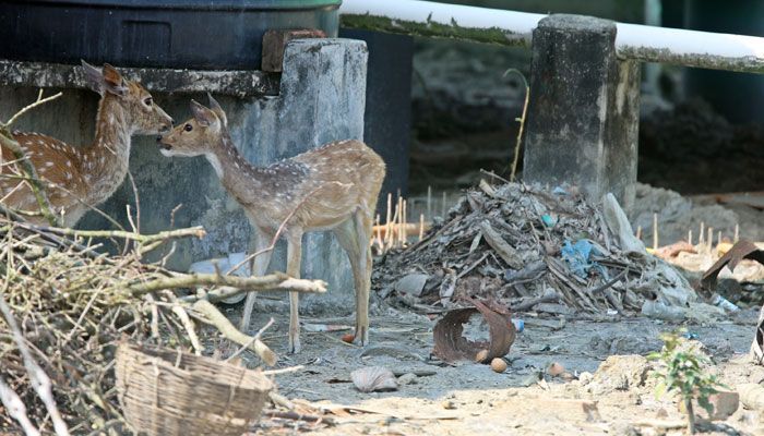 পার্কের চিত্রাহরিণ জবাই করে ভোজন