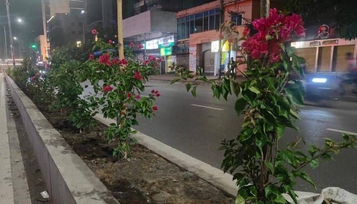 ফুল গাছে সজ্জিত হচ্ছে ঢাকা দক্ষিণের সড়ক বিভাজক