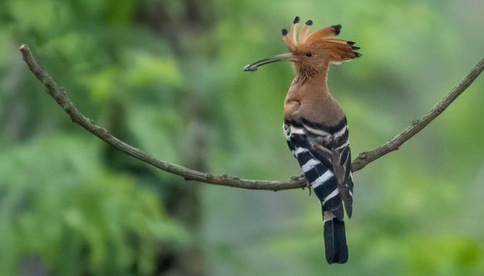 মোহনচূড়া