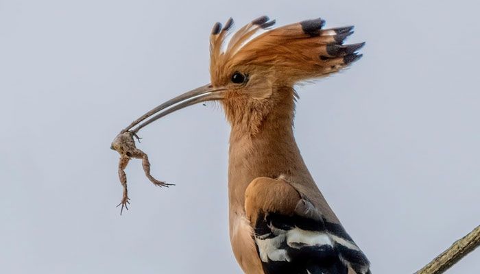 মোহনচূড়া