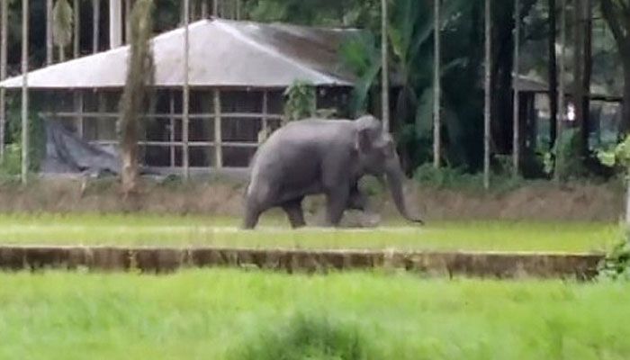 মধ্যরাতে বাড়ির উঠানে হাতির আক্রমণে কৃষকের মৃত্যু