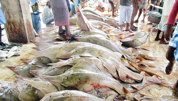 মোংলায় বিলুপ্তপ্রায় সামুদ্রিক মাছ বিক্রির মহোৎসব
