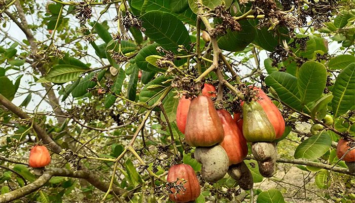 কাজুবাদাম চাষে ঝুঁকছেন বান্দরবানের জুম চাষিরা 