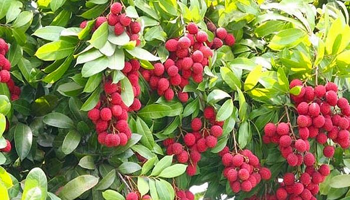 এক গ্রামেই ১০ কোটি  টাকার লিচু বিক্রির লক্ষ্য
