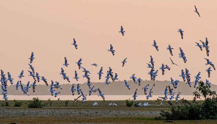 নিঝুম দ্বীপ