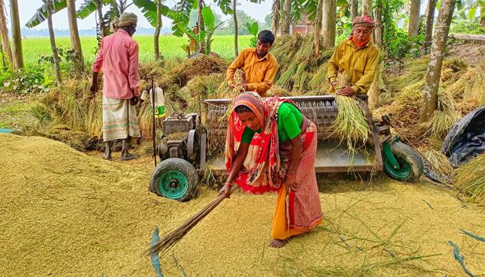 নতুন ধান ঘরে তুলতে ব্যস্ত কৃষক