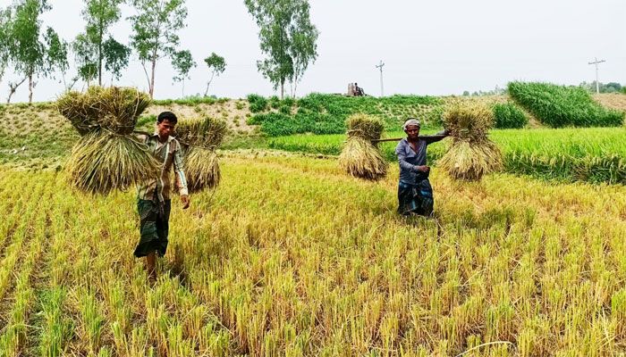 নতুন ধান ঘরে তুলতে ব্যস্ত কৃষক