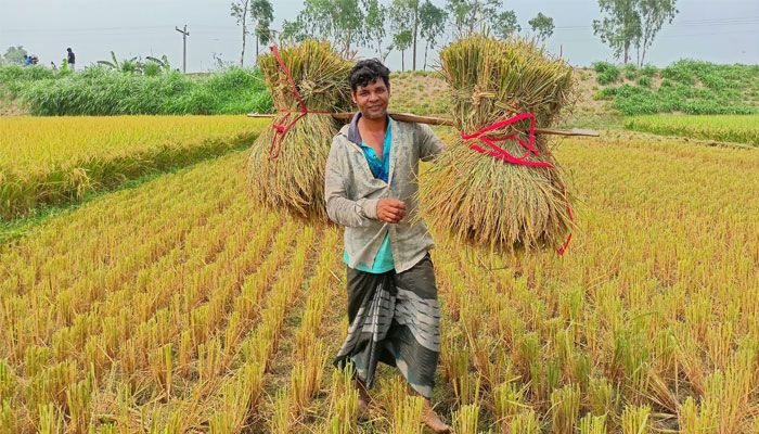 নতুন ধান ঘরে তুলতে ব্যস্ত কৃষক