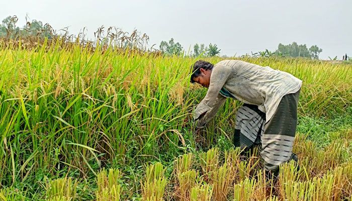 নতুন ধান ঘরে তুলতে ব্যস্ত কৃষক