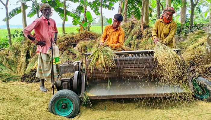 নতুন ধান ঘরে তুলতে ব্যস্ত কৃষক