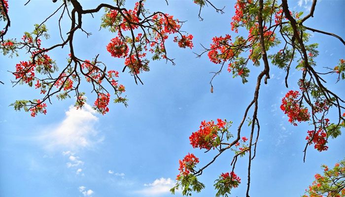 কংক্রিটের নগরীতে কৃষ্ণচূড়ার স্পর্শ
