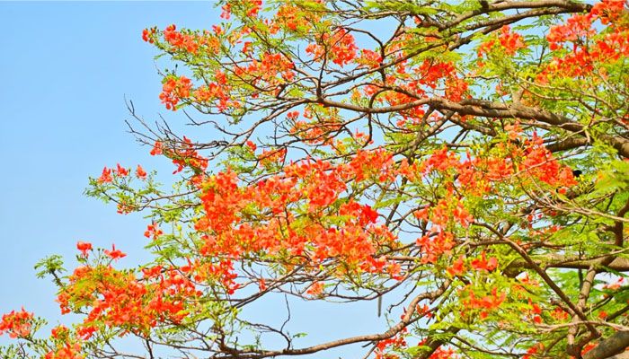 কংক্রিটের নগরীতে কৃষ্ণচূড়ার স্পর্শ
