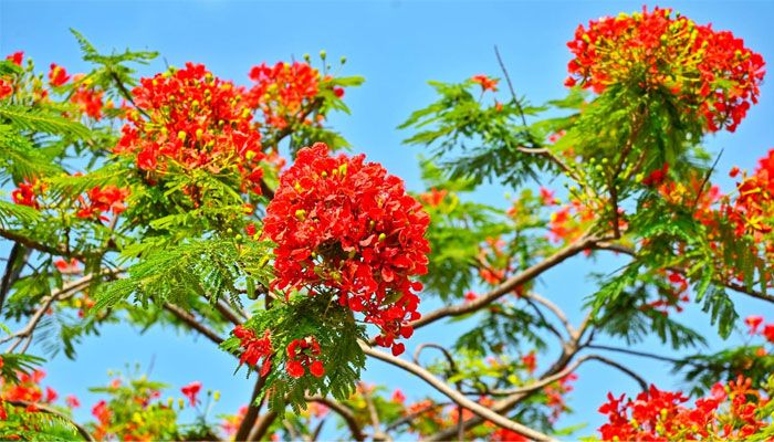 কংক্রিটের নগরীতে কৃষ্ণচূড়ার স্পর্শ