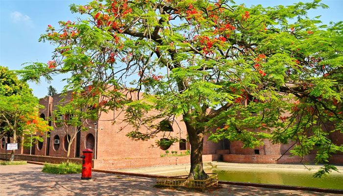 কংক্রিটের নগরীতে কৃষ্ণচূড়ার স্পর্শ