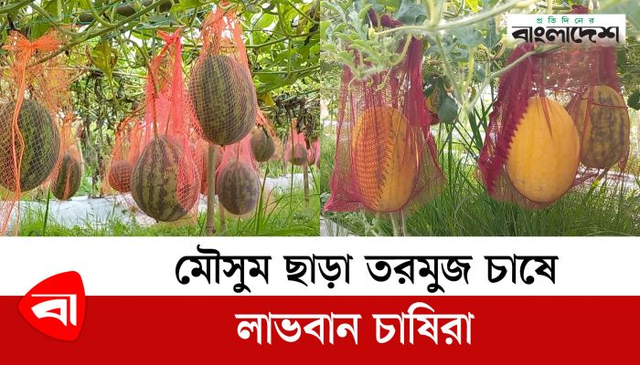মৌসুম ছাড়া মাচায় তরমুজ চাষে লাভবান চাষিরা 