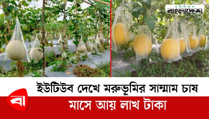 ইউটিউব দেখে মরুভূমির সাম্মাম চাষ, মাসে আয় লাখ টাকা