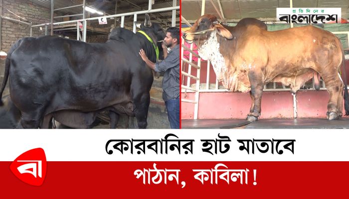 কোরবানির হাট মাতাবে পাঠান, কাবিলা! 