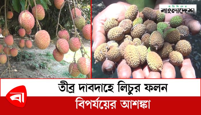  তীব্র দাবদাহে লিচুর ফলনে বিপর্যয়ের আশঙ্কা