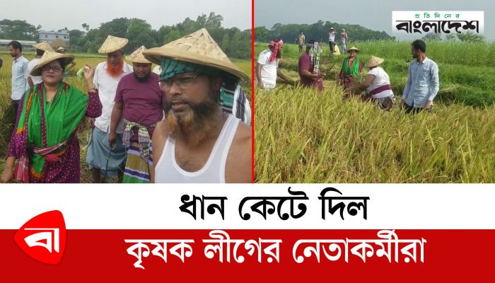 ধান কেটে দিল কৃষক লীগের নেতাকর্মীরা